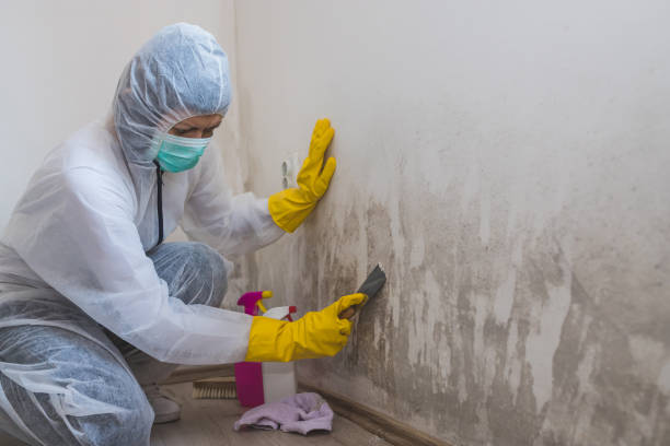 Why You Should Choose Our Mold Remediation Services in Williams Bay, WI